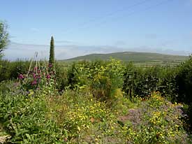 view of organic garden and herb garden at The Yew Tree Gallery